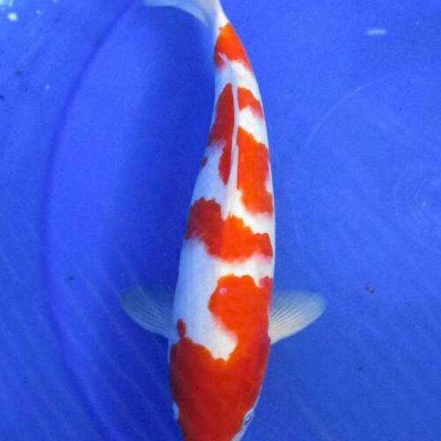 Kohaku yondan ±30bu original pattern