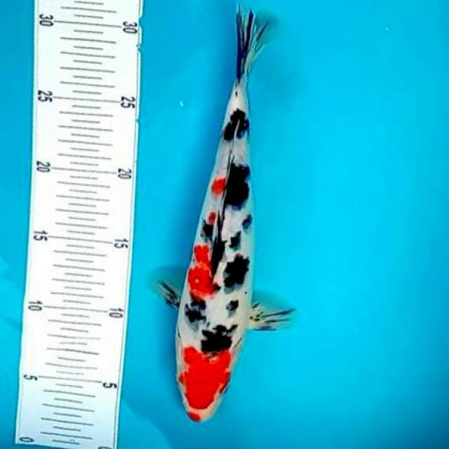 Sanke || 29 cm