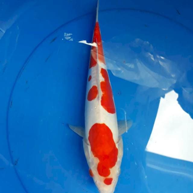 Kohaku Doit Hq.30 Bu