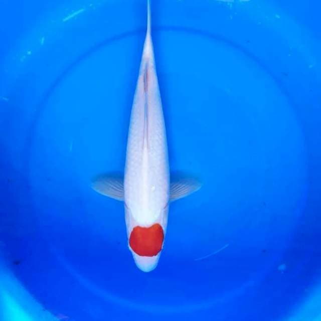 ORIGINAL TANCO KOHAKU