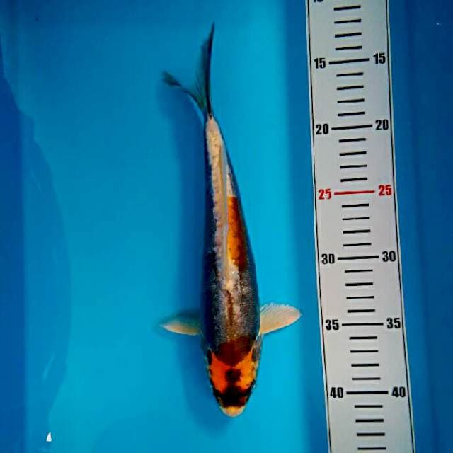 KABUTO KIKO