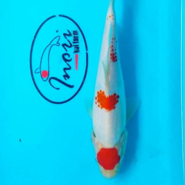 Maruten 21cm