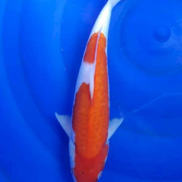 Hi-Kohaku mulus