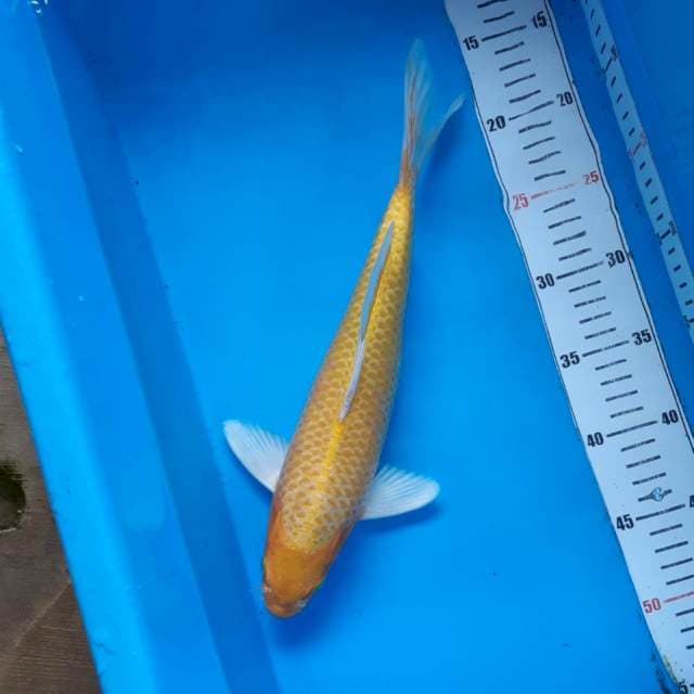 Yamabuki male