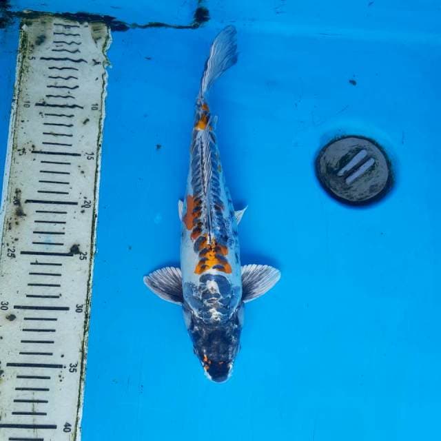 Kikokuryu male