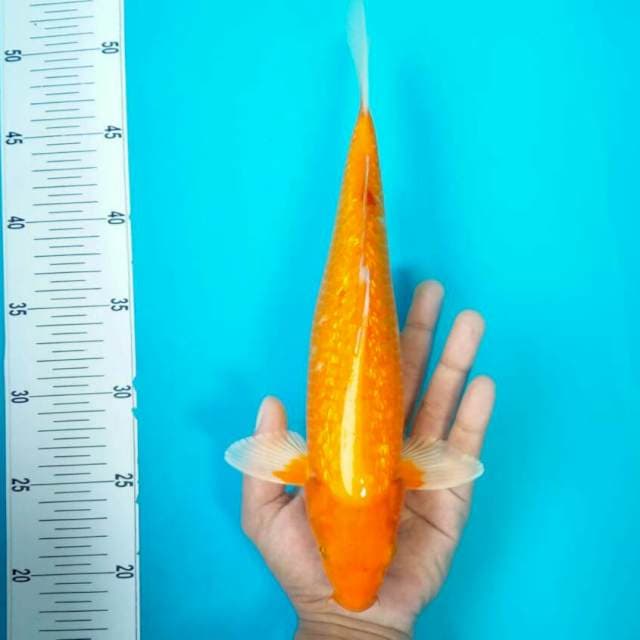 Ogon Ginrin || 33cm