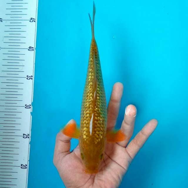 Tembaga Ginrin || 28 cm