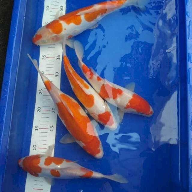 Mix Kohaku 5 item