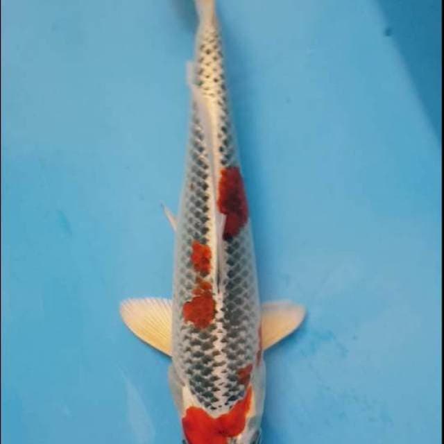 kujaku jumbo F1 kaneko