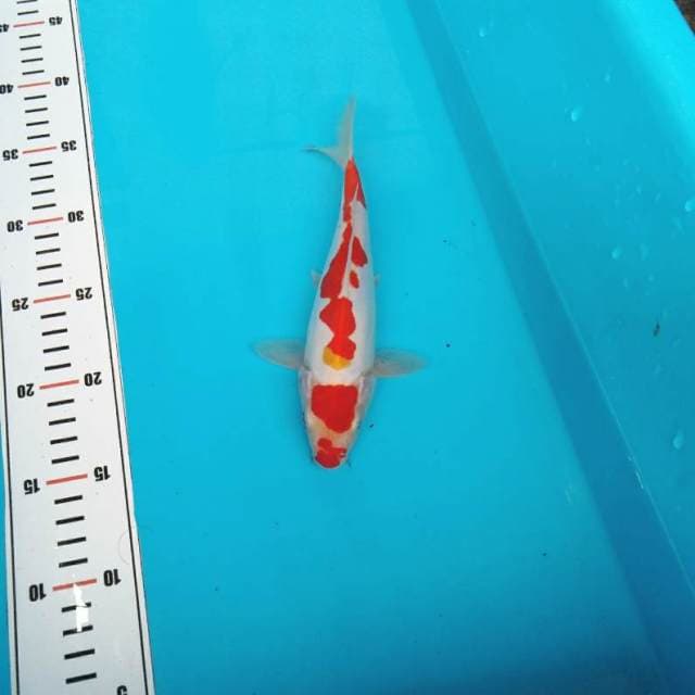 Red kohaku