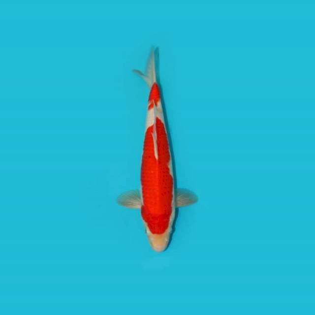 KOHAKU 2 STEP 31 CM