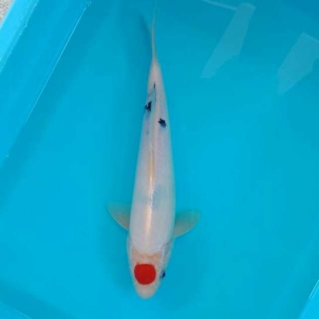 TANCHO SANKE 30 CM