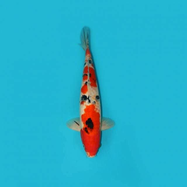 SANKE 36 CM