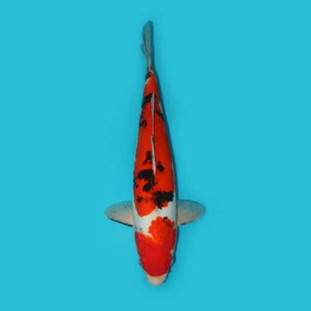 SANKE 37 CM
