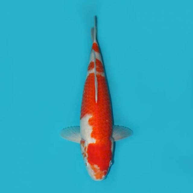 KOHAKU 36 CM