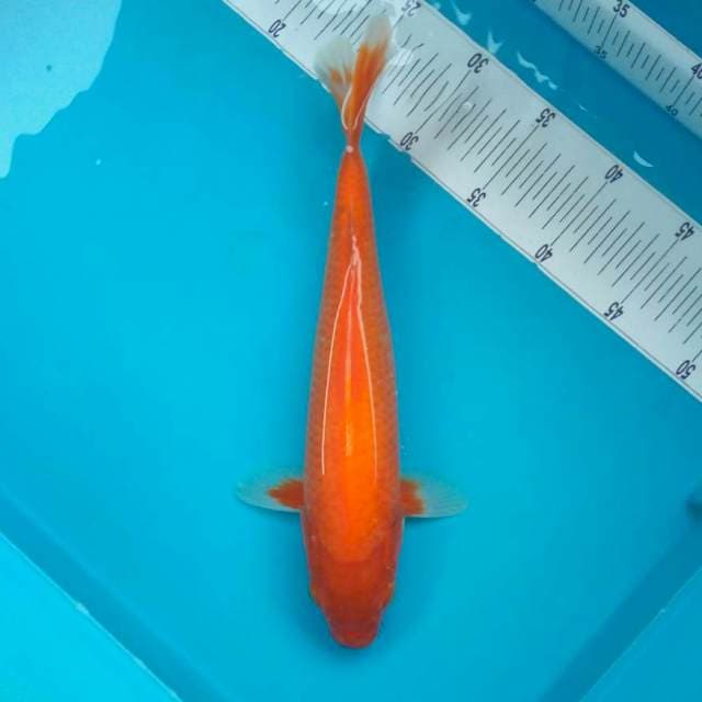 A. AKA HAJIRO #35CM