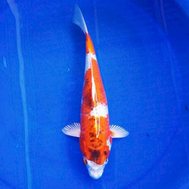 E. AIGOROMO #30CM