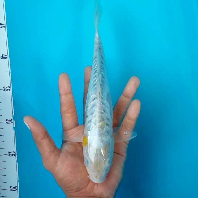 H. SISIK GAJAH #25CM