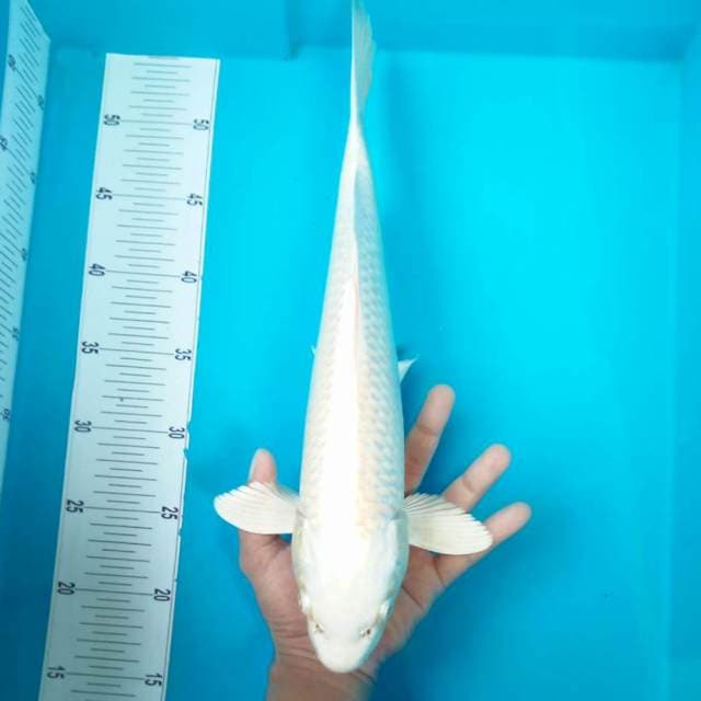 J. PLATINUM #39CM