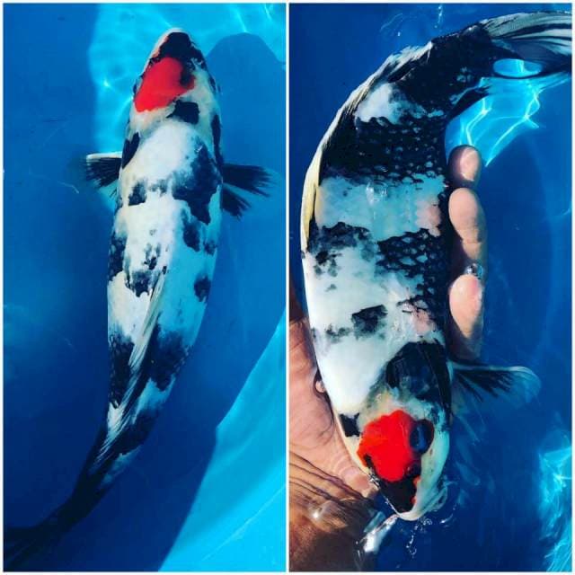 Tancho Showa 31cm
