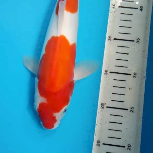 Sandan kohaku