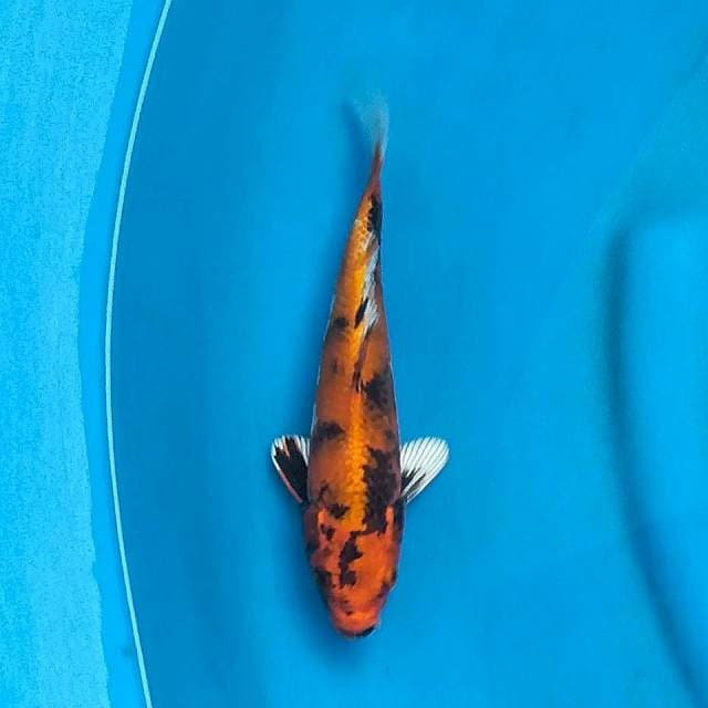 Kin Showa - Damiri Koi