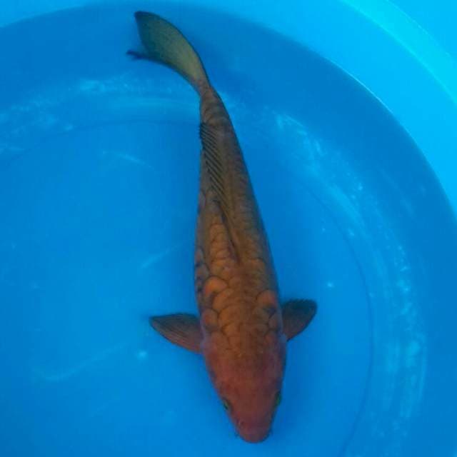 Tembaga Aragoke 35cm