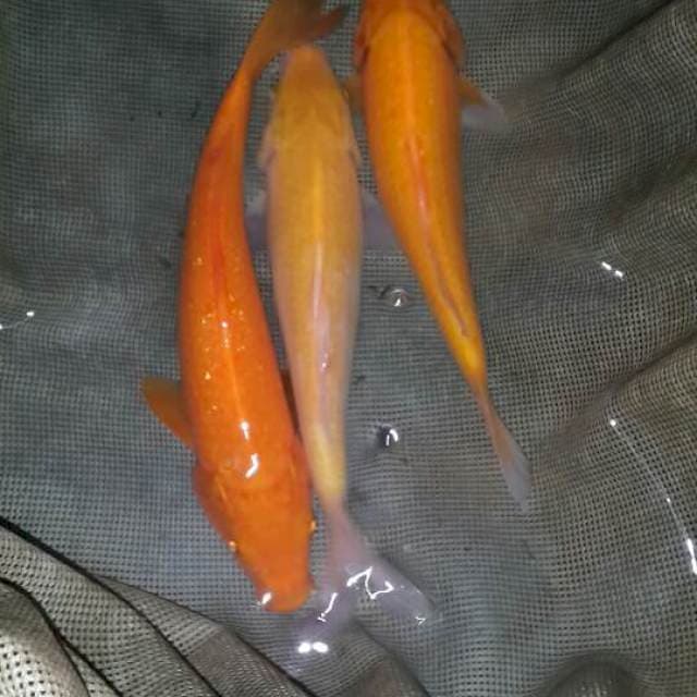 Karasi
