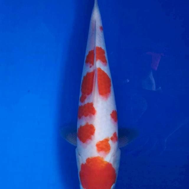 kohaku 33cm