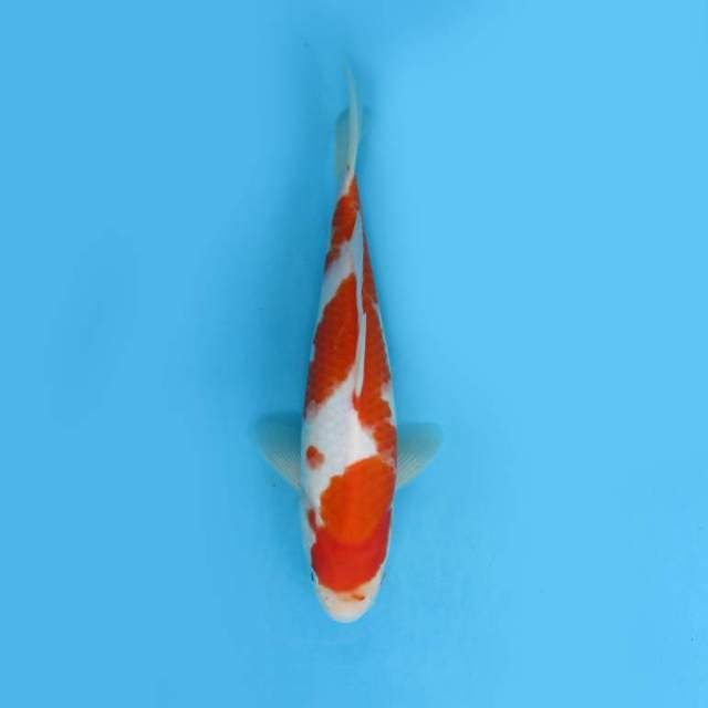 Kohaku 28cm