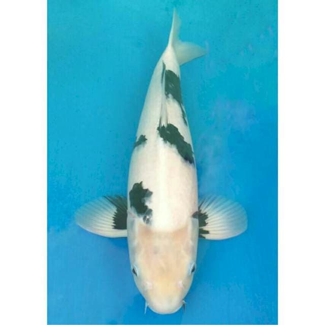 Okawa Jumbo Shiro