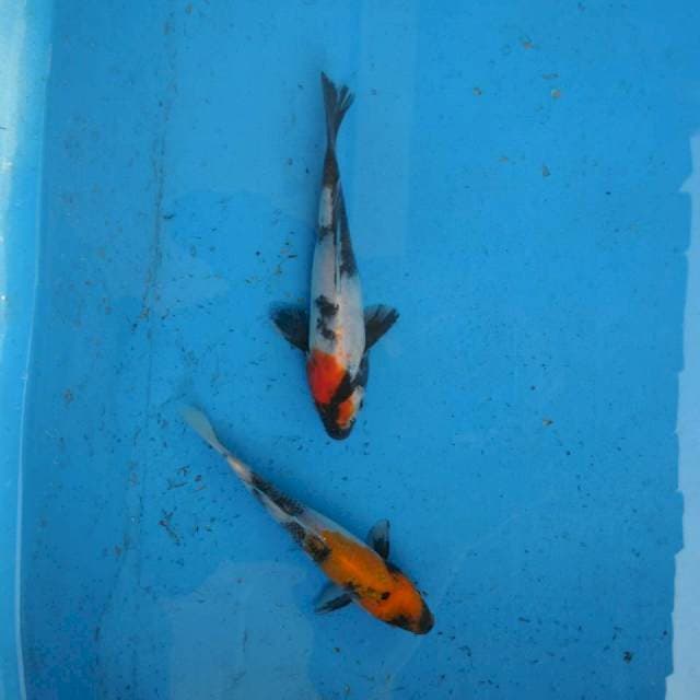 Duo Showa F1