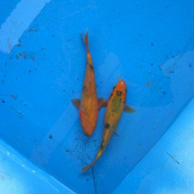 Duo Utsuri F1
