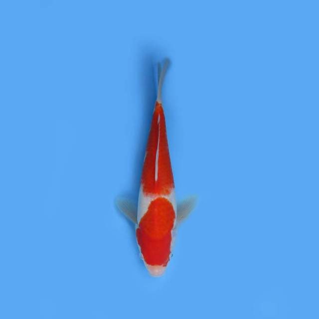 Kohaku 27cm