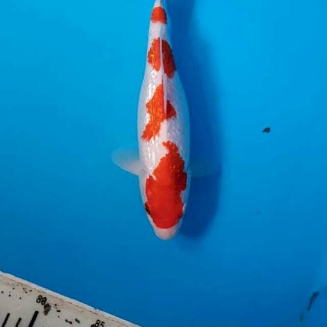 Kohaku ginrin