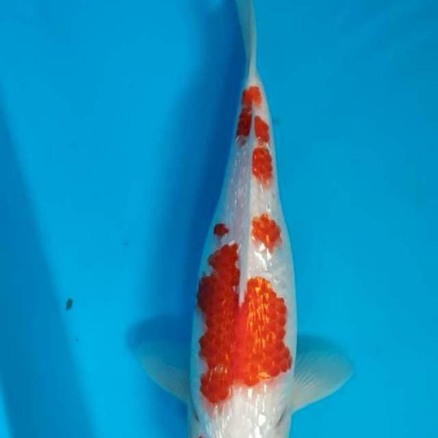 Kohaku ginrin