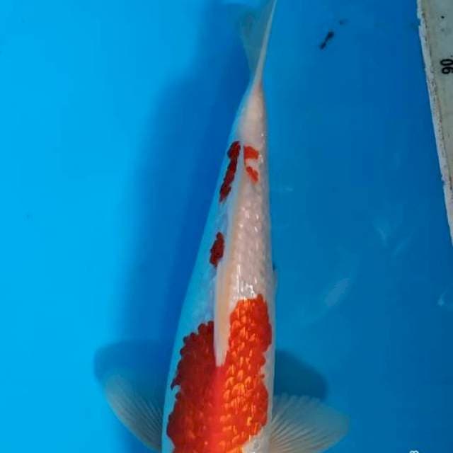 Kohaku ginrin