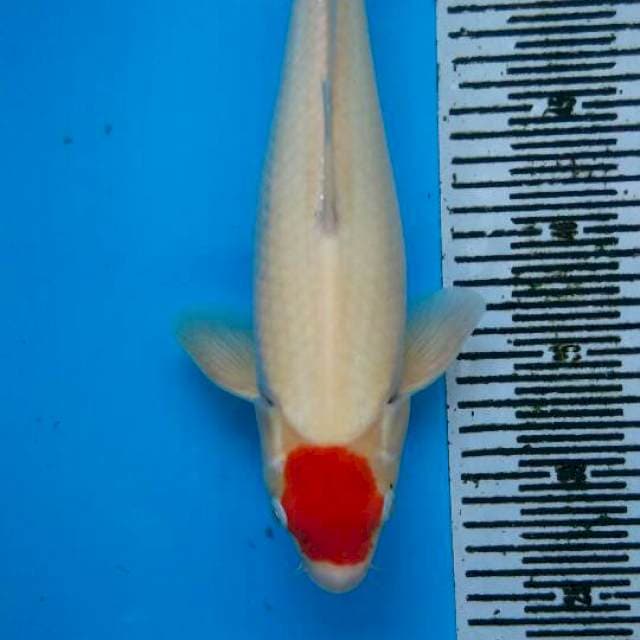 Tanco Kohaku