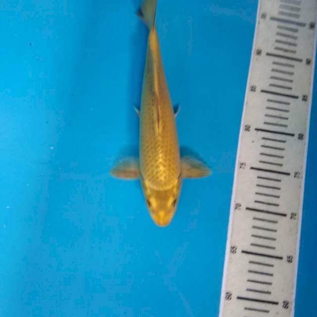 Mizuho Punuk