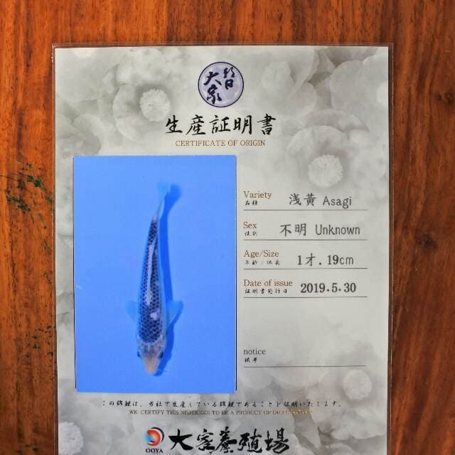Asagi (Ooya) 19 cm. Import dan sertifikat