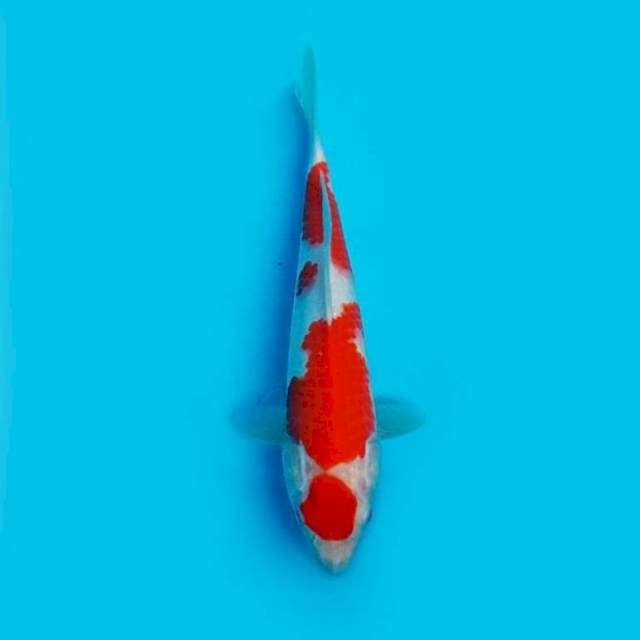 MARUTEN KOHAKU 27CM