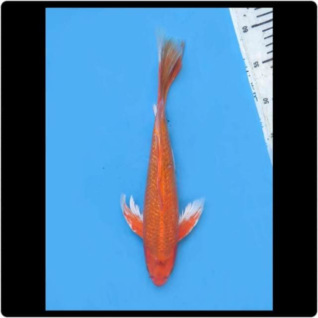 34cm - Male - Kumpay Orenji Langka