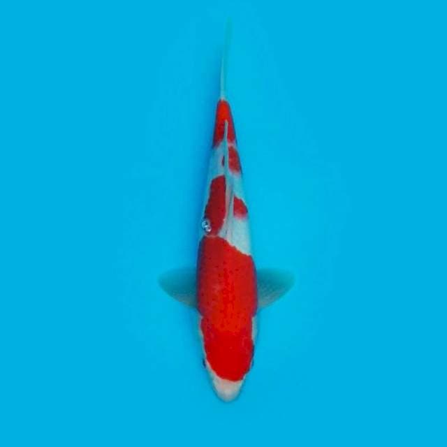KOHAKU 29CM