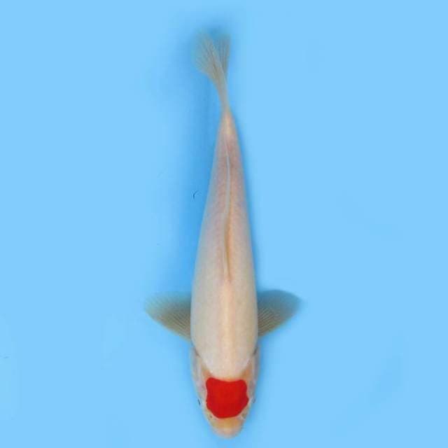Tancho 27cm