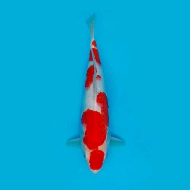 MARUTEN KOHAKU 28CM