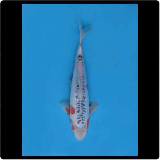 30cm - Male - Shusui Calon Bagus