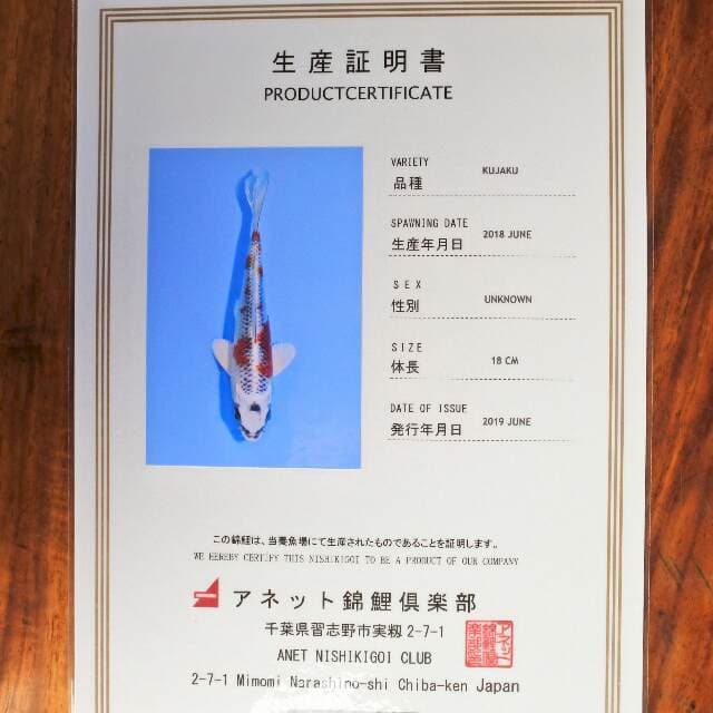 Kujaku (Aneto) 18 cm. import dan sertifikat