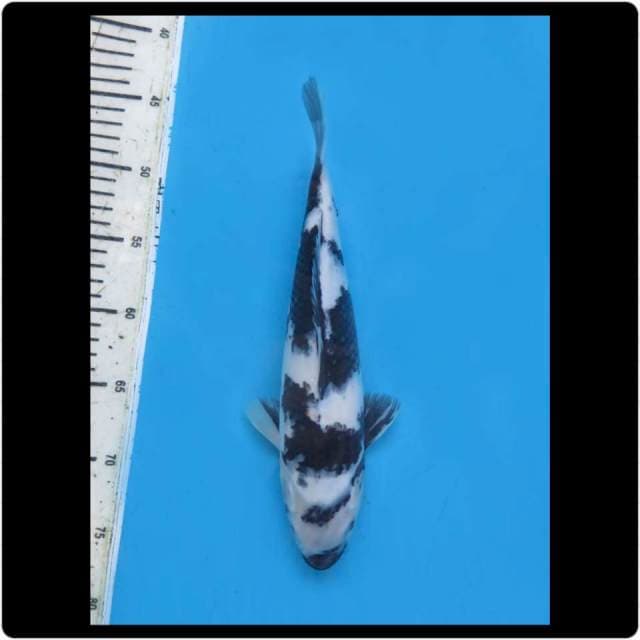 34cm - Female - Shiro Putih Salju