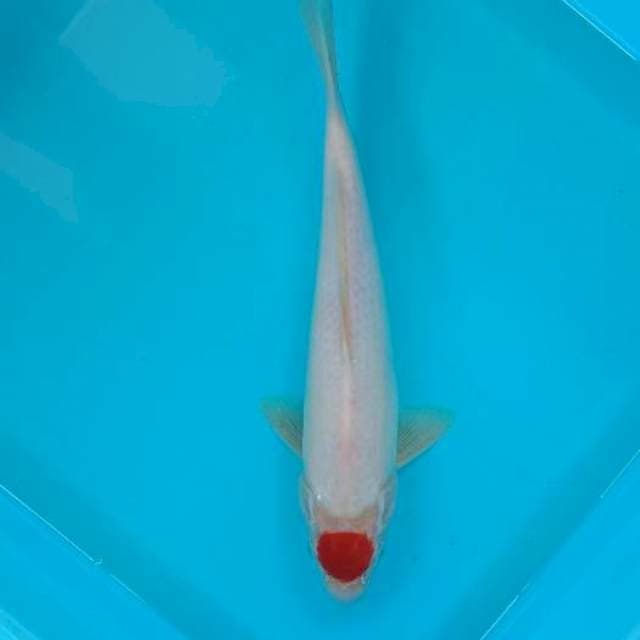 TANCHO 29 CM