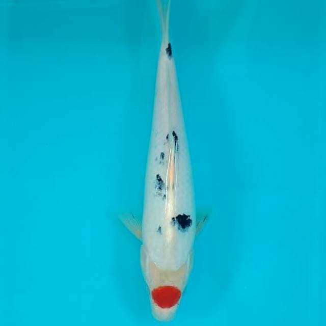 TANCHO SANKE 31 CM